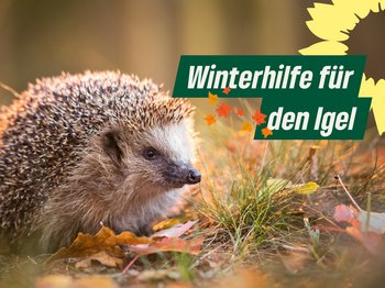 Igel im Herbstlaub, Text: Winterhilfe für den Igel