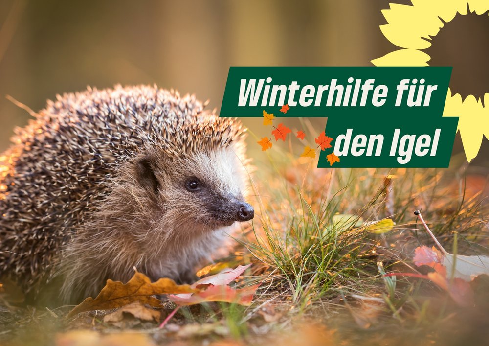 Igel im Herbstlaub, Text: Winterhilfe für den Igel