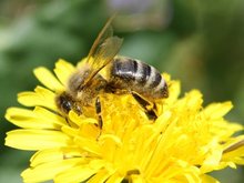 Honigbiene auf Löwenzahn; Maja Dumat