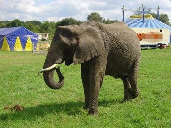 Elefant im Zirkus